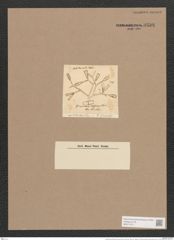 Gomphonema olivaceum (Lyng.) Kuetz. (de-Toni-Nr.: Genus 37, Species 1758) Zeichnungen Sammlung Grunow Nr. 3509 (NHMW-BOT-W0371071)
